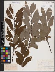 Foto von Salix cinerea L.